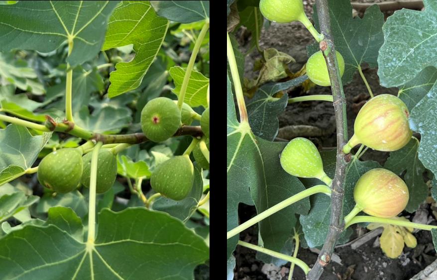 Field-Proven in Yunlin! Microbes Empower Fig Cultivation—Sweet and Healthy Fruits Ahead