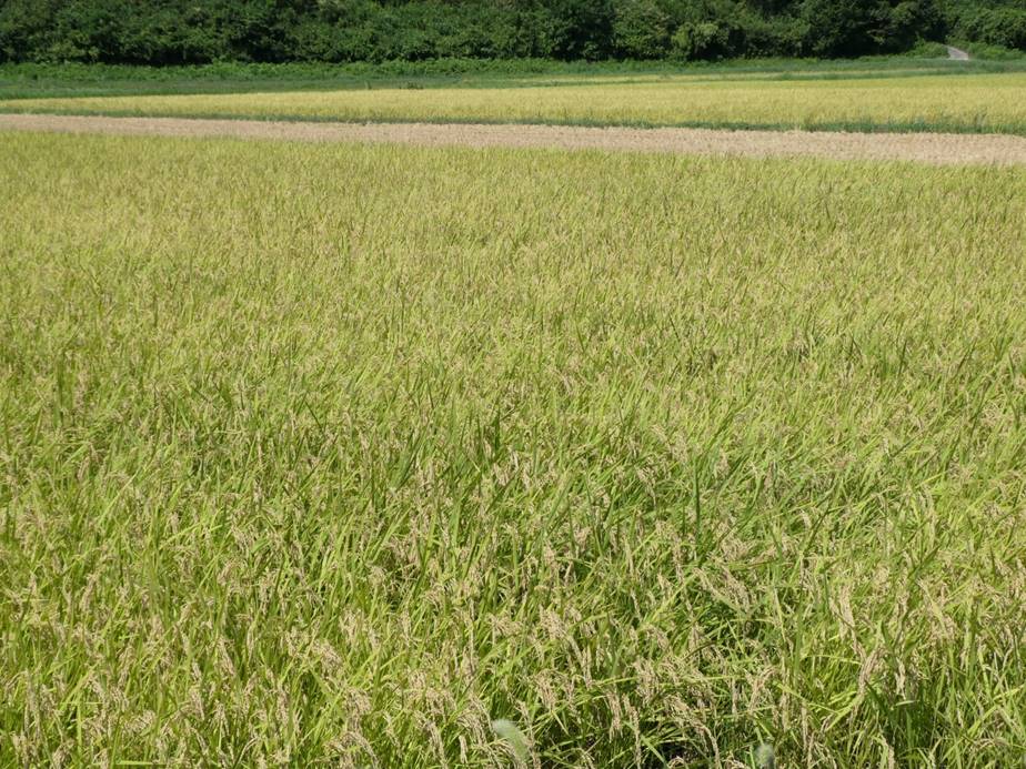 Diamond Quantum’s Goodly Calcium Demonstrates Stable Yield with Reduced Nitrogen Management in Japanese Rice Fields
